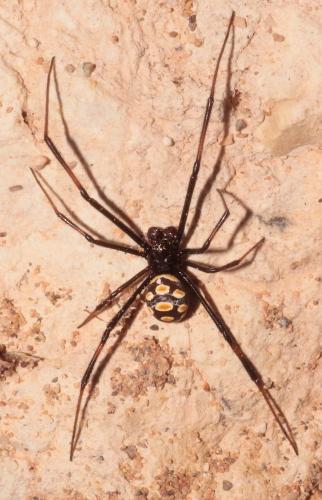 Latrodectus tredecimguttatus